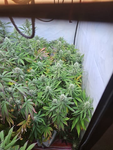 PITA — flower, day 89