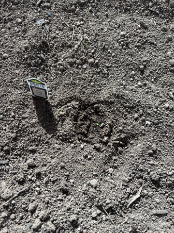 3 seeds  — seedling_rooting, day 6