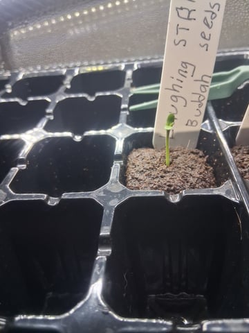 Grow Dome — germination, day 3