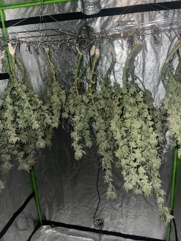 1st Ever Grow (Fat Bastard)(RDWC) 