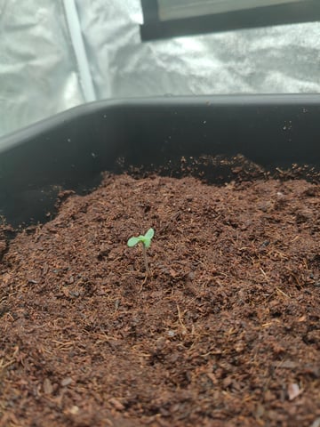 Fast Buds Gorilla Z auto — germination, day 6