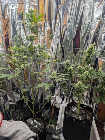 Zkittlez (Auto) — flower, day 76