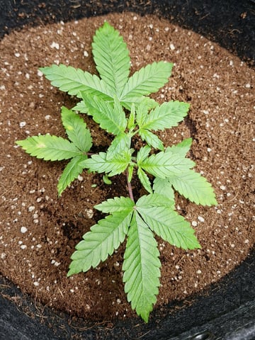 The 4 Randos — vegetative, day 1
