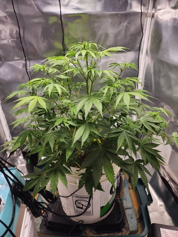 Dos Si Dos. Indica — flower, day 35