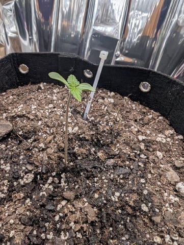 Zkittlez (Auto) — seedling_rooting, day 7