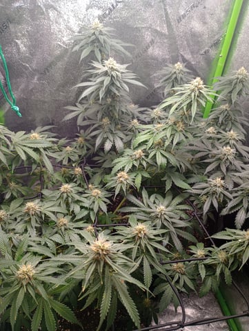 All Aboard!!! — flower, day 104