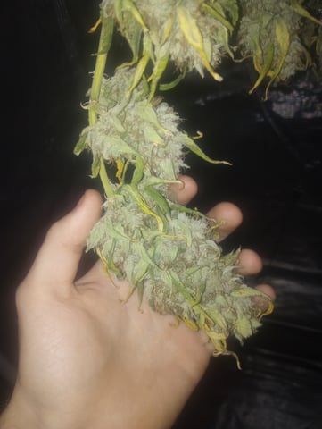 ethos — harvest, day 53