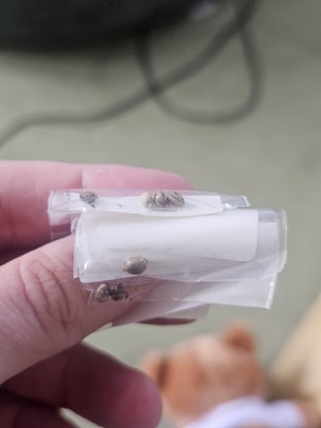 Bruce Banner — grow_setup, day 2