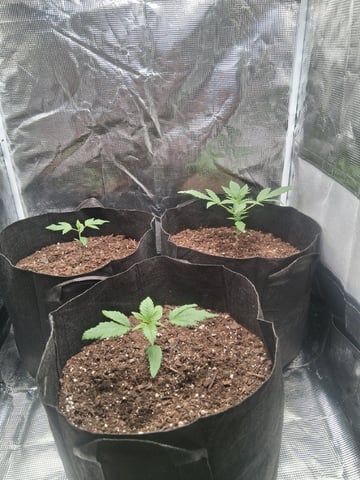 First Indoor Grow  — vegetative, day 19