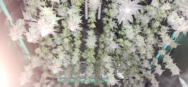 Found my Females... Game On! — harvest, day 189