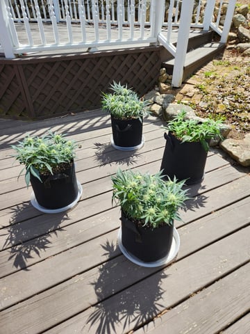 Autoflower grow. my first grow  — flower, day 52