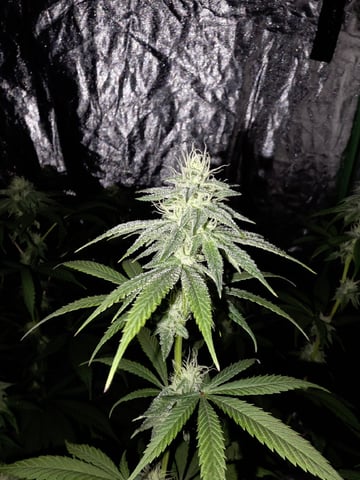 Apple fritta — flower, day 74