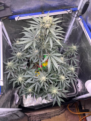 Aeque Genetics  — flower, day 22