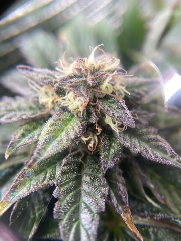 Auto Run #1 2025-2026 — flower, day 94