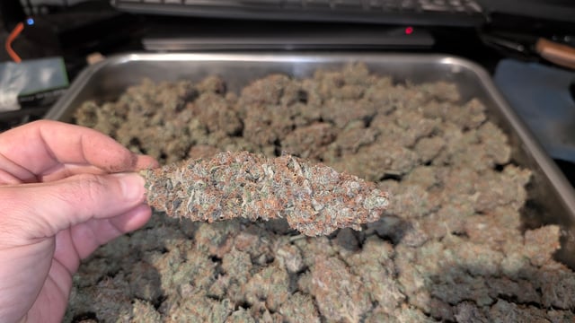 Strawberry Cheesecake Seedsman Seeds Autoflowers x2 — flower, day 120