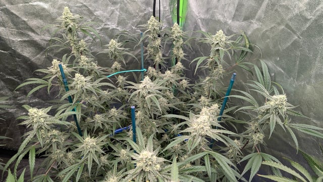 Mixed Grow — flower, day 74