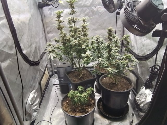 grow 1 — harvest, day 113