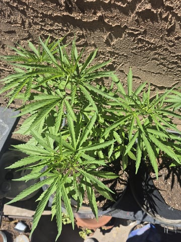 skunk Burger  — vegetative, day 45