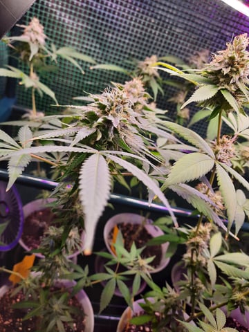 missing pieces — flower, day 111