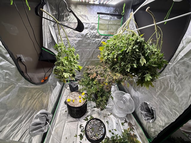 Green Gelato — flower, day 116