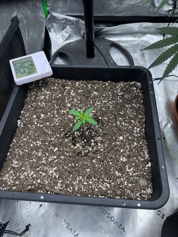 tropicana cookie purple  — vegetative, day 8