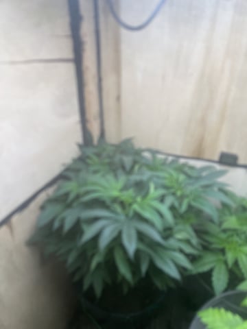 white 🕷️  — vegetative, day 71