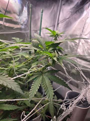 Looking for advice! — flower, day 64