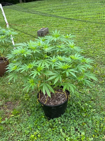 2026 Outdoor — vegetative, day 68