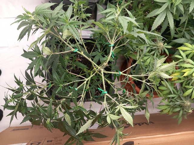 10x Critical Feminisiert from Ganjafarmerseeds  — flower, day 75