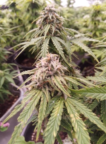 New run using General Hydroponics  — flower, day 17