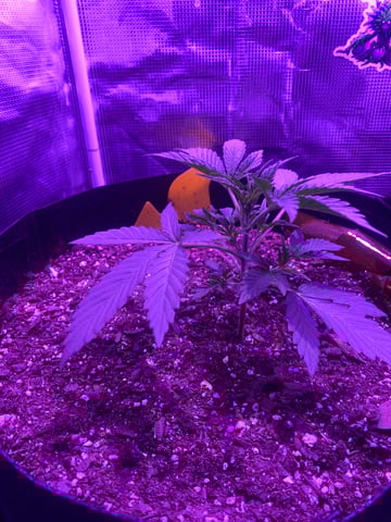 RQ Special Queen  — vegetative, day 1