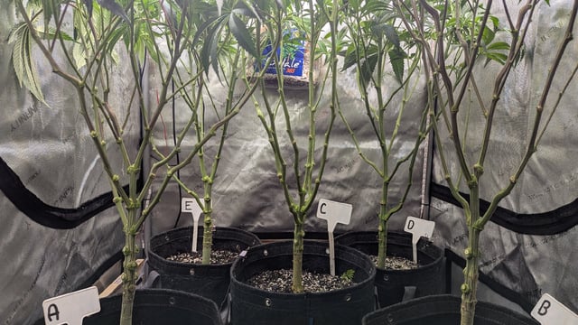 1st Photo Run — vegetative, day 22