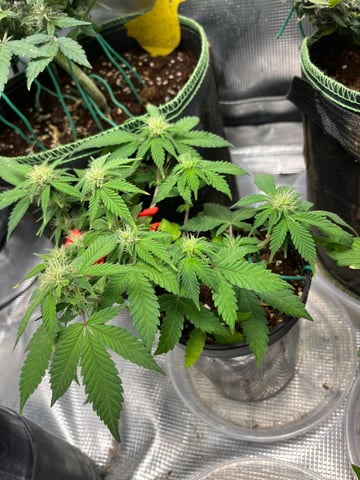 32oz Container Grow — auto, day 23