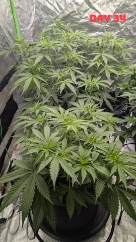 Strawberry Cheesecake Seedsman Seeds Autoflowers x2 — seedling_rooting, day 37