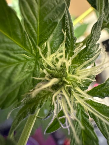 Quick One — flower, day 1