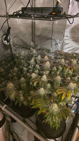 ethos genetics  — flower, day 112