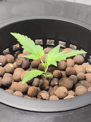 BABY SISTER — seedling_rooting, day 21