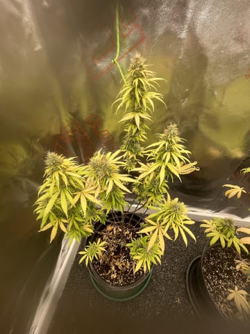3autos and 2 fem  — flower, day 106