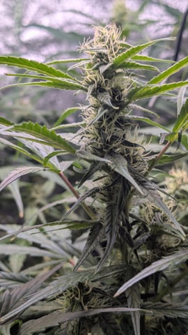 Grow 1 — flower, day 55