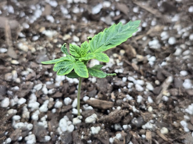 Autos AGAIN