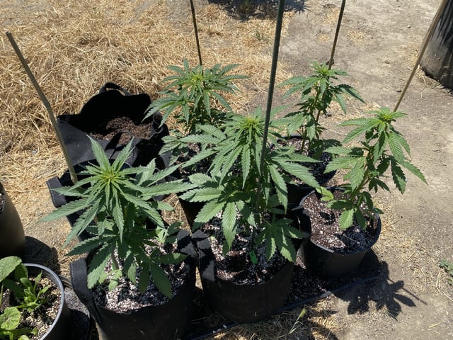 Auto Grow #1 2026 — flower, day 39