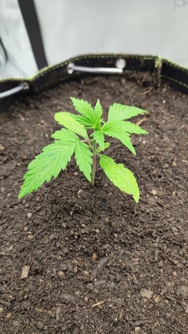 Critical Runtz ( Sensi Seeds ) — vegetative, day 1