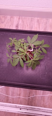 FKAFL — vegetative, day 7