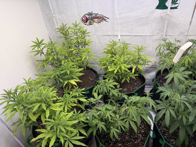 indoor tent  — vegetative, day 13