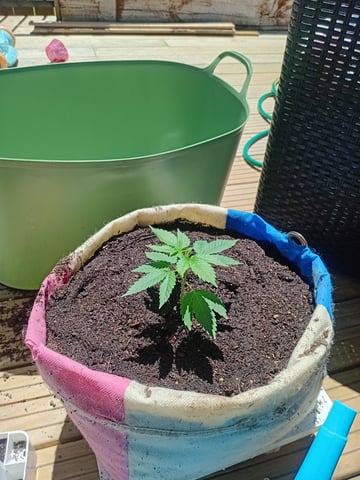 random seed grow adventure  — vegetative, day 1