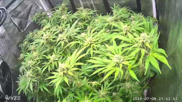 Blue Dream Feminized  — flower, day 132
