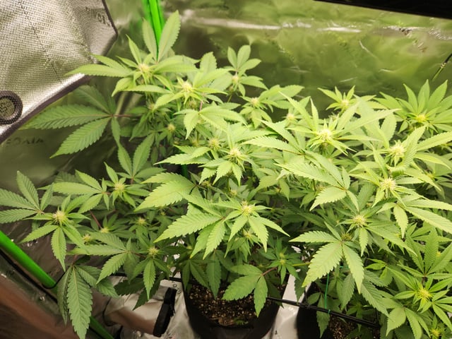 Fat Matt's 1st grow — flower, day 2