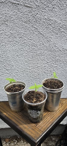CzechsMex 2.0 — seedling_rooting, day 16