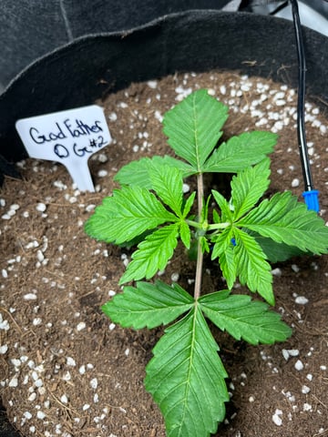 Krazie_Gro_Za and I Doing a Coco Gro — vegetative, day 1