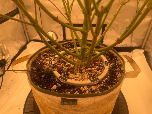 tropickle — flower, day 70